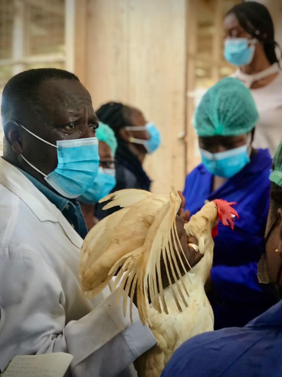 Vétérinaires examinant des poulets
