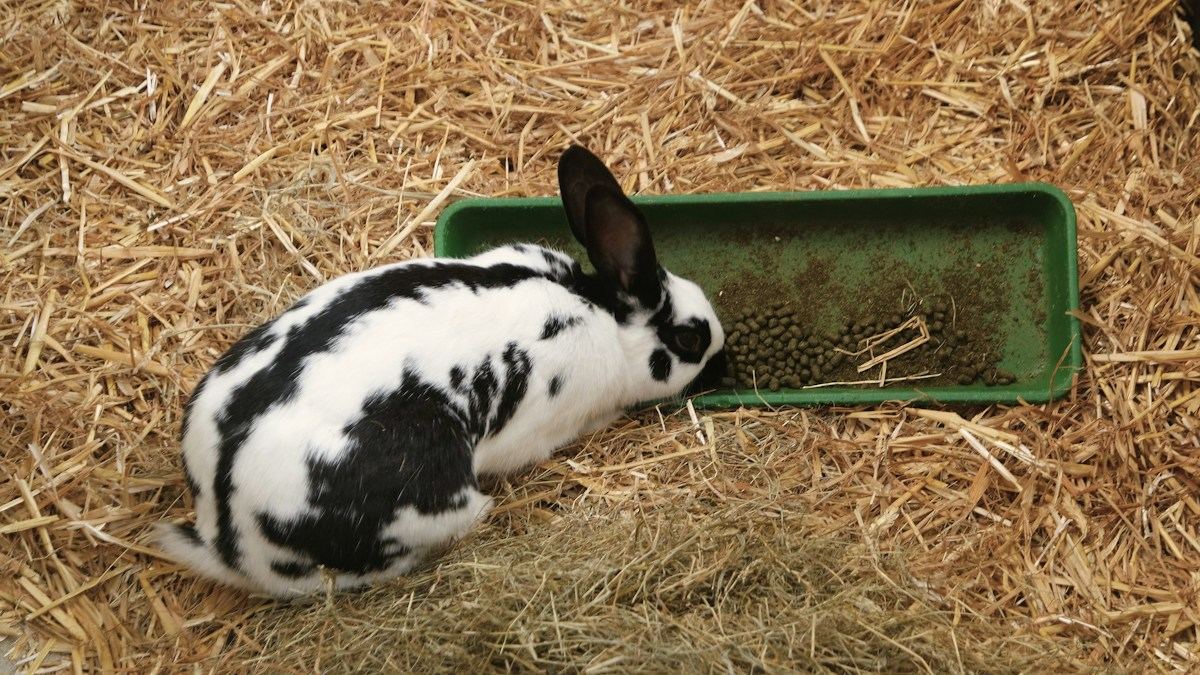 Lapins