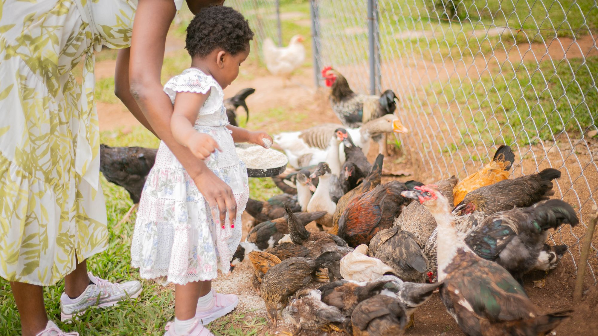 Une petite fille donne à manger aux poules