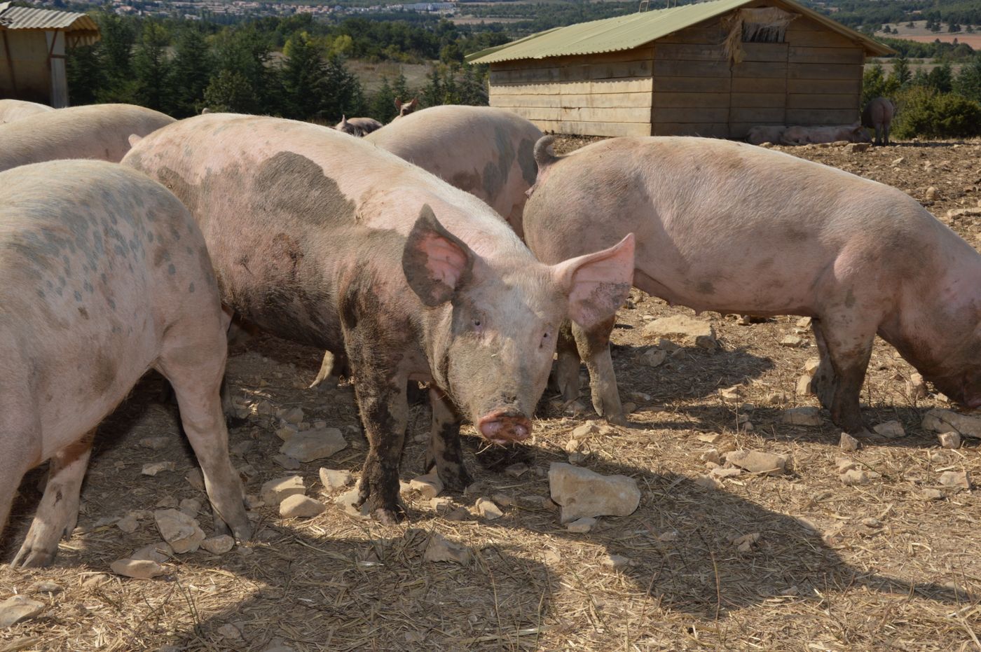 Porcs