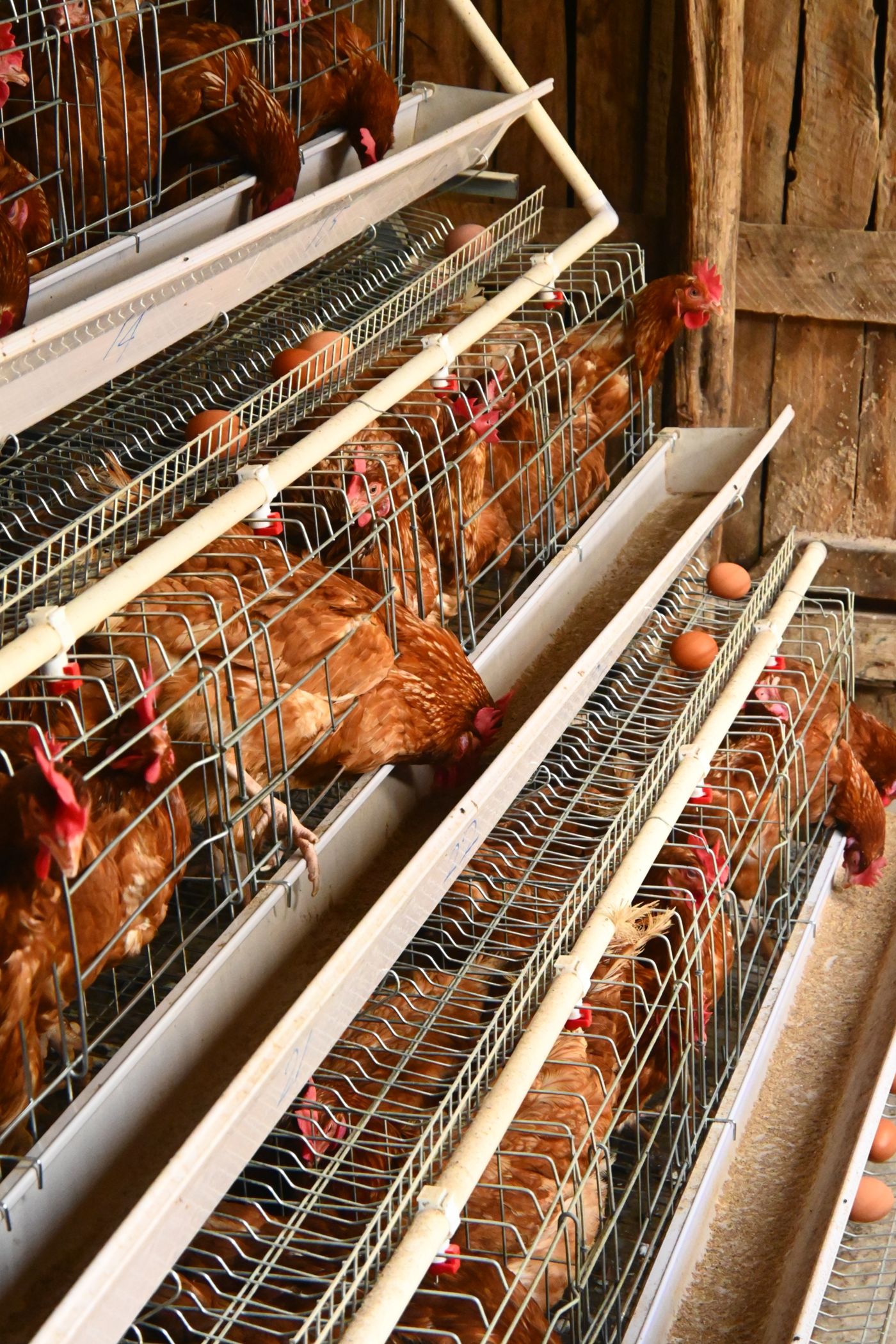 Poules pondeuses