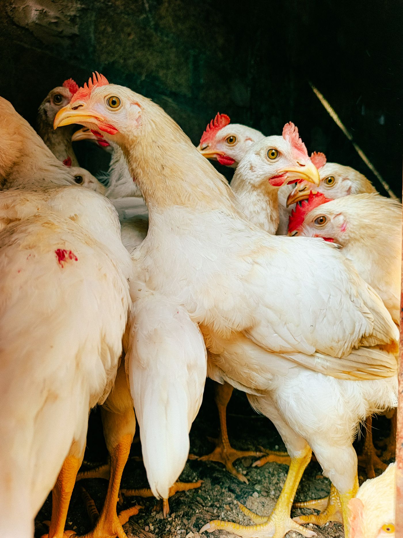 Poulets de chair